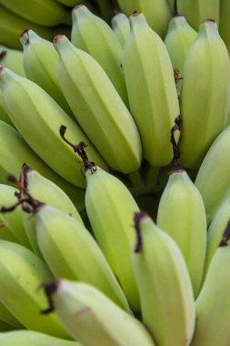 Zoom çekim demet yeşil muz, muz ağacı.