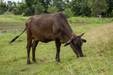 İnek kırsal alanda çim yeme. Tay inek, Tayland.