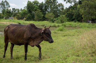 İnek kırsal alanda çim yeme. Tay inek, Tayland.
