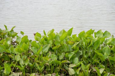 Sümbül Reservoir, arka plan.