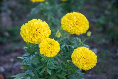 Kadife çiçeği bahçe Tayland, sarı çiçek.