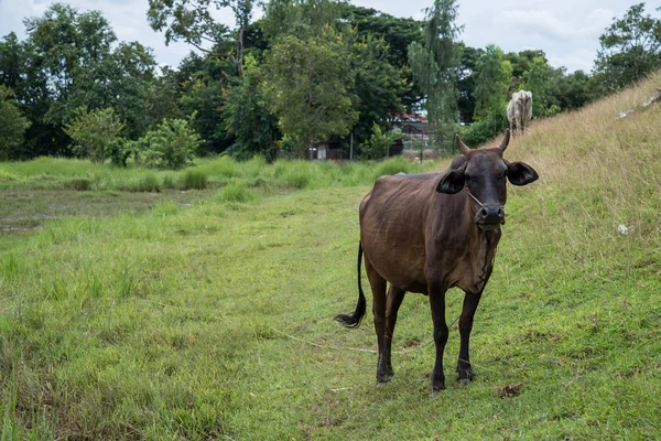 Cow Eating Grass Rural Areas Thai Cow Thailand — Stock Photo, Image