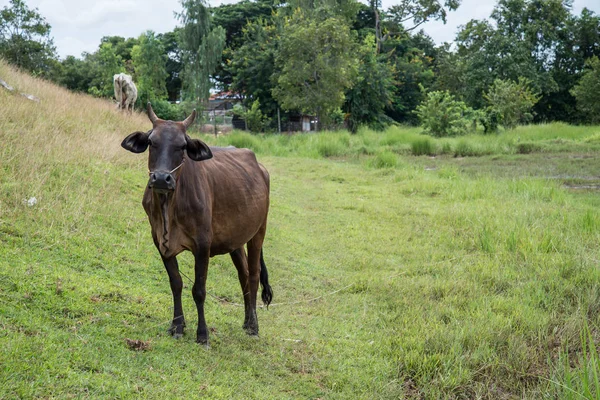Корова Ест Траву Сельской Местности Тайская Корова — стоковое фото