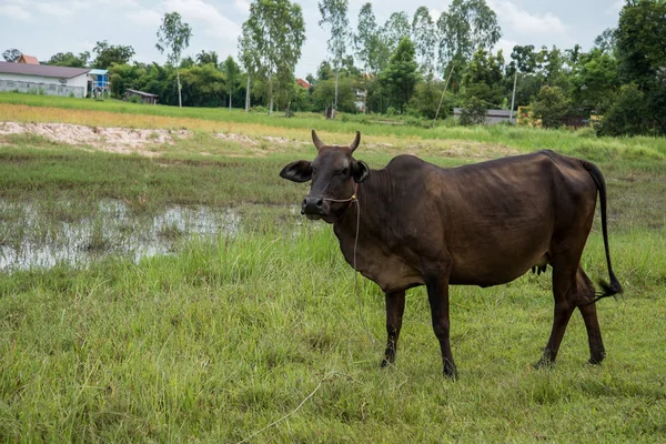 Cow Eating Grass Rural Areas Thai Cow Thailand — Stock Photo, Image