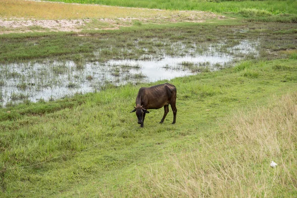 Cow eating grass in rural areas. Thai cow, Thailand.