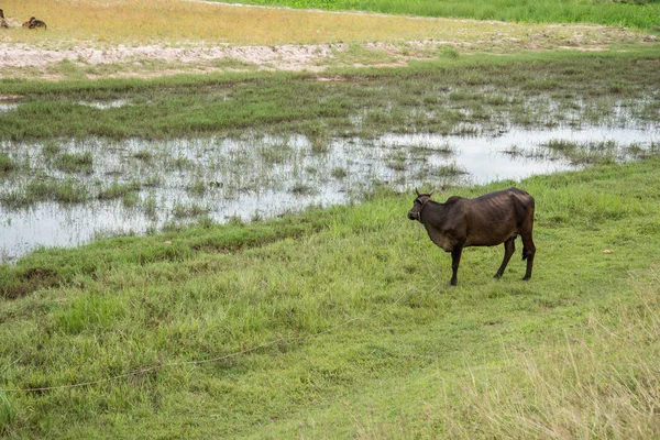 Cow eating grass in rural areas. Thai cow, Thailand.