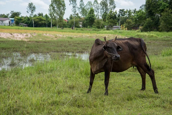 Cow Eating Grass Rural Areas Thai Cow Thailand — Stock Photo, Image