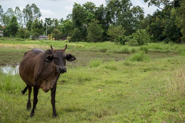 Cow Eating Grass Rural Areas Thai Cow Thailand — Stock Photo, Image