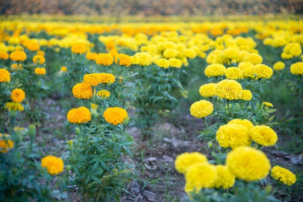 Маригольд Саду Таиланда Желтый Цветок — стоковое фото