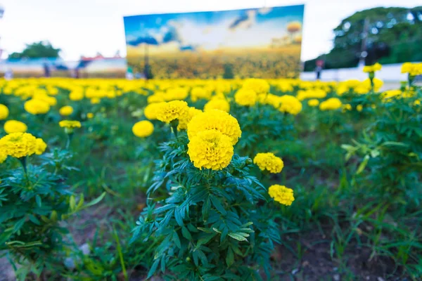 Goudsbloem Tuin Van Thailand Gele Bloem — Stockfoto