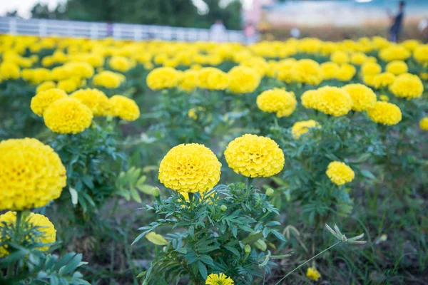 Маригольд Саду Таиланда Желтый Цветок — стоковое фото