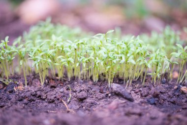 Kişniş Grow kişniş sebze parsellerde parsellerde,.