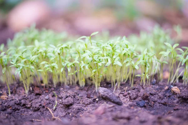 Kişniş Grow Kişniş Sebze Parsellerde Parsellerde — Stok fotoğraf