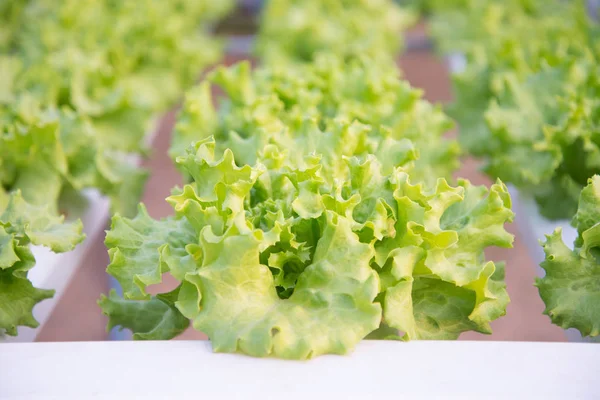 Fresh hydroponic vegetables are grown in a farm. salad butterhead