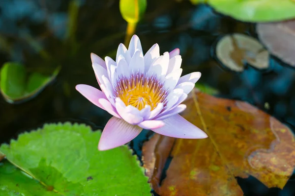 Purple Lotus in the lotus pond in a sunny day.