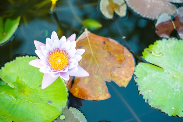 Purple Lotus in the lotus pond in a sunny day.