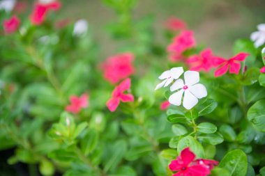 Tayland Bahçe renkli çiçekler.