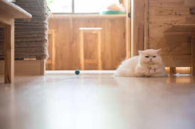 Kafede şirin kedi ' Tayland.