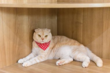 Kafede şirin kedi ' Tayland.