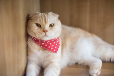 Kafede şirin kedi ' Tayland.