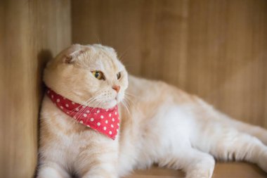 Kafede şirin kedi ' Tayland.