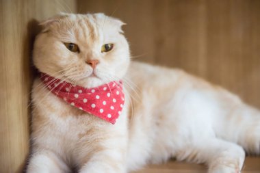 Kafede şirin kedi ' Tayland.