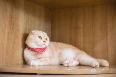 Kafede şirin kedi ' Tayland.