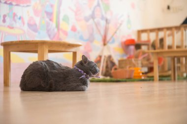 Kafede şirin kedi ' Tayland.