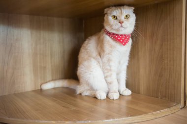 Kafede şirin kedi ' Tayland.