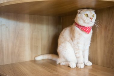 Kafede şirin kedi ' Tayland.