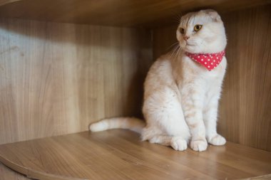 Kafede şirin kedi ' Tayland.