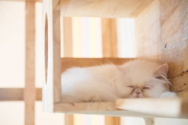 Kafede şirin kedi ' Tayland.