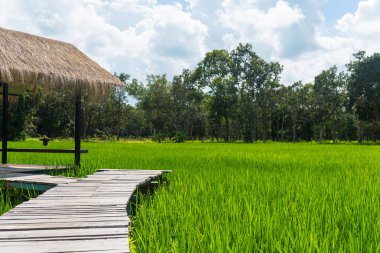 Tayland alanında siper al.