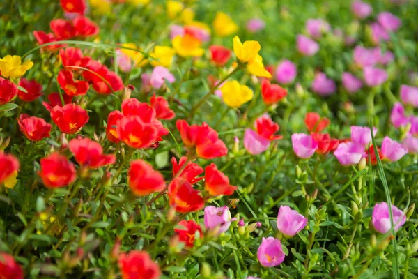 Flores Coloridas Jardim Tailândia — Fotografia de Stock