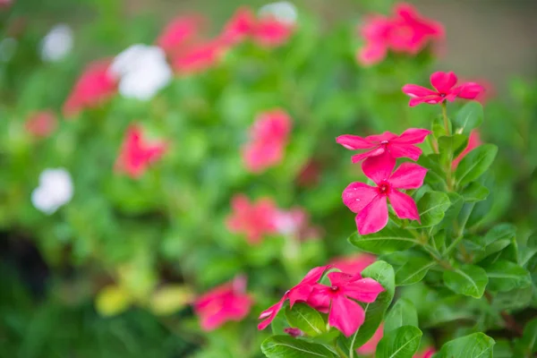 Kleurrijke Bloemen Tuin Van Thailand — Stockfoto