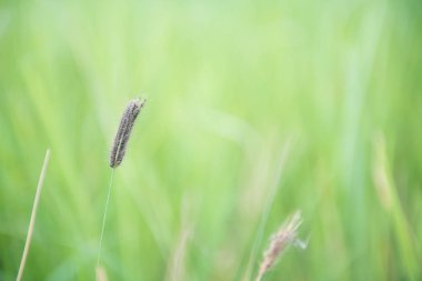 Arka plan için yeşil çim. Doğa arka plan