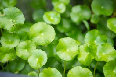 Yeşil yaprakları arka plan. yaprak şekilleri, hurma arka plan.