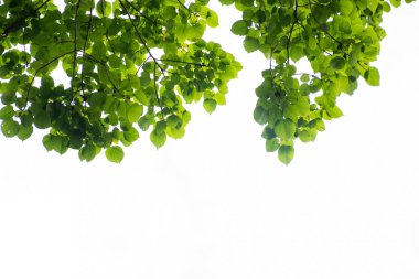 Yeşil ağaç dalı izole, yeşil yaprakları ve beyaz arka plan doku.