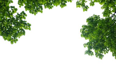 Yeşil ağaç dalı izole, yeşil yaprakları ve beyaz arka plan doku.