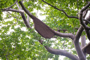 Peteğin fazla arı arı kovanına yüksek ağaç içinde ağaç,.