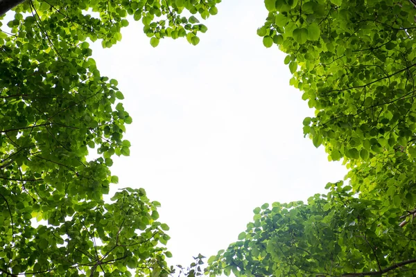 Gröna Trädgren Isolerad Textur Gröna Blad Och Vit Bakgrund — Stockfoto