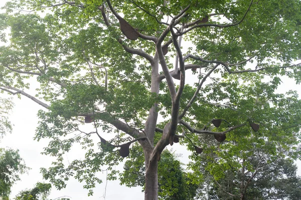 Honingraten Boom Veel Bijen Bijenkorf Hoge Boom — Stockfoto