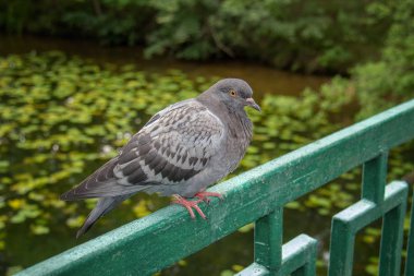 Kaya güvercini, kaya güvercini, sıradan güvercin