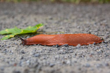 Dev kırmızı yol kenarı sümüklüböceği, İspanyol sümüklüböceği, kabuksuz karasal gastropod yumuşakçası