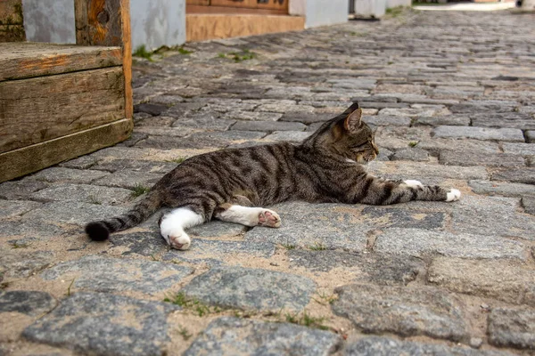 一只猫在老城的铺路石上享受温暖的一天 — 图库照片