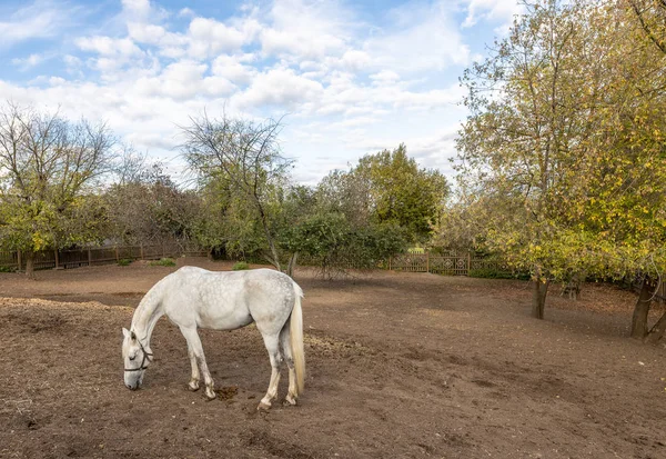 White horse grazing in the stable yard. Stable yard in the Museum-reserve Kolomenskoye. Manor house with exhibition rooms and saddlery workshop, a shed for storing harness and wagons, a complex of working stables, including the stable itself, a smith