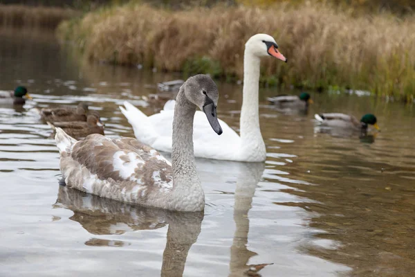 Schwäne Und Enten Auf Dem Gorodischtschenskoje See Izborsk Gebiet Pskow — Stockfoto