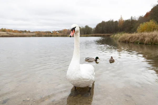 Schwäne Und Enten Auf Dem Gorodischtschenskoje See Izborsk Gebiet Pskow — Stockfoto