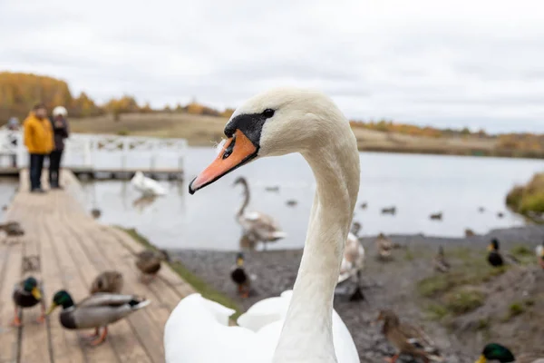 Schwäne Und Enten Auf Dem Gorodischtschenskoje See Izborsk Gebiet Pskow — Stockfoto