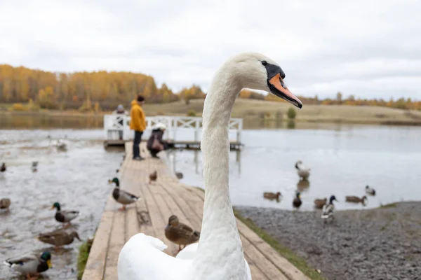 Schwäne Und Enten Auf Dem Gorodischtschenskoje See Izborsk Gebiet Pskow — Stockfoto